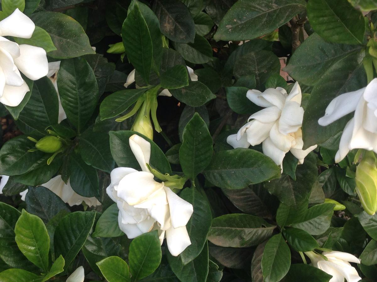Villa Gardenia ウレキ エクステリア 写真